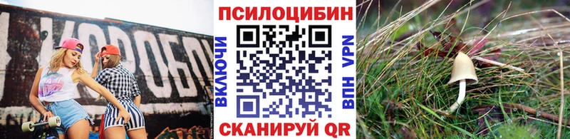 Галлюциногенные грибы Psilocybe  Севск 